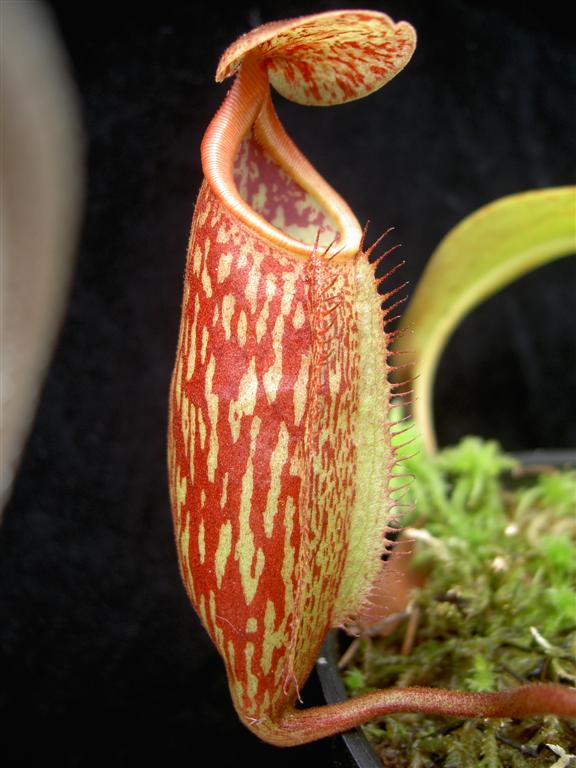 Nepenthes maxima x mira 2